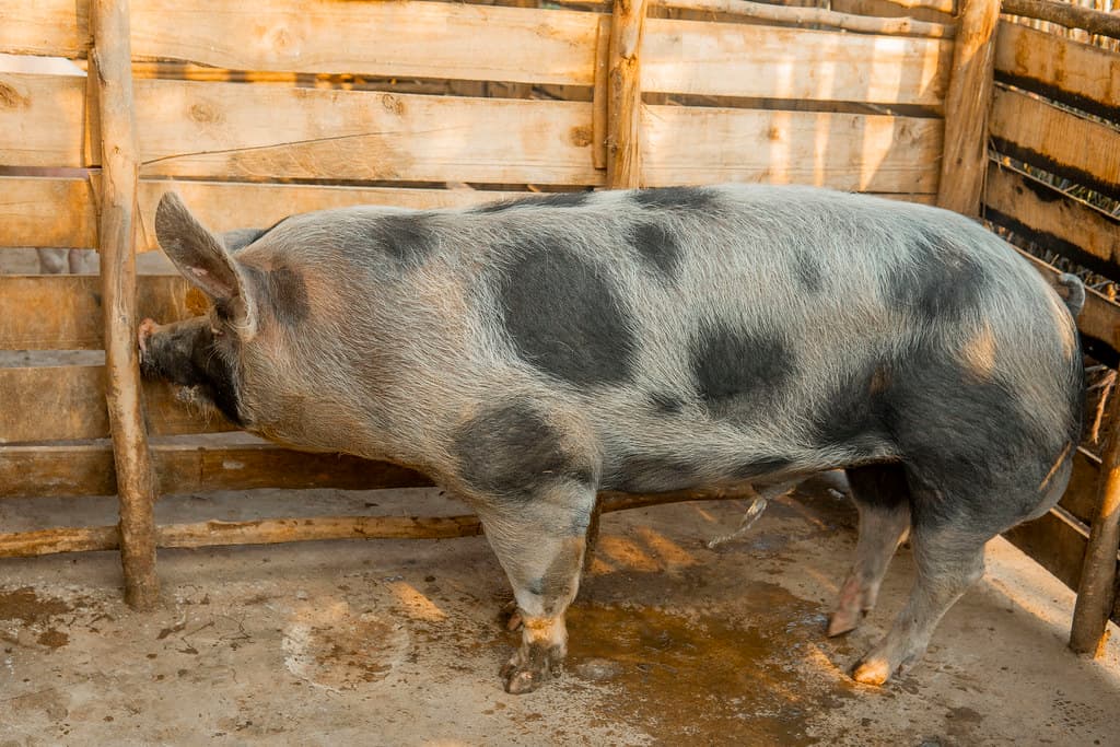 Breeding Piglets