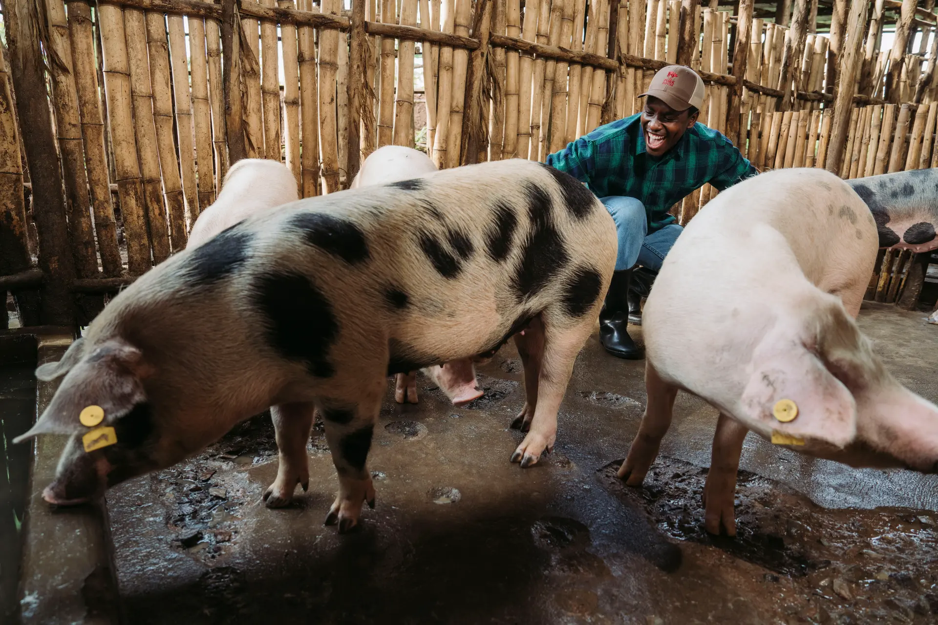 Slaughter Pigs